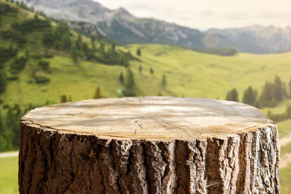 Tronco Árbol Vacío Para Montajes Exhibición — Foto de Stock