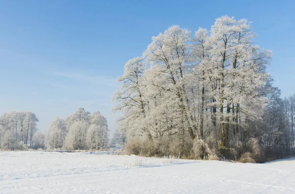 Bela Paisagem Inverno Sob Céu Azul Claro — Fotografia de Stock