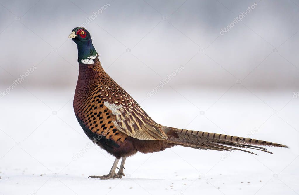 Close up view of Ringneck Pheasant in natural habitat