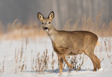 Karlı çayır üzerinde duran karaca