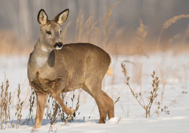Karlı çayır üzerinde duran karaca