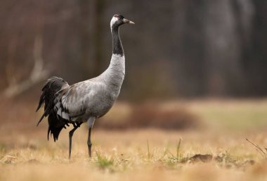 Bayağı turna doğal ortamlarında görünümünü kapat
