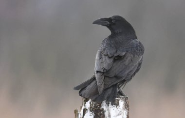 Ortak Raven doğal ortamlarında görünümünü kapat