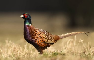 Boğmaklı sülün doğal ortamlarında görünümünü kapat