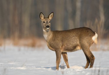 Karlı çayır üzerinde duran karaca