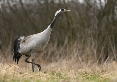 Bayağı turna doğal ortamlarında görünümünü kapat