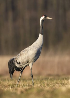 Bayağı turna doğal ortamlarında görünümünü kapat