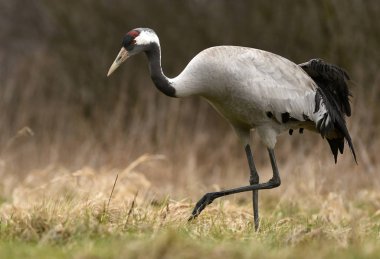 Bayağı turna doğal ortamlarında görünümünü kapat