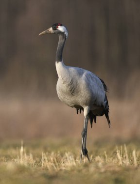 Bayağı turna doğal ortamlarında görünümünü kapat