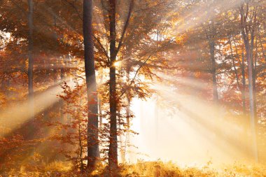 sarı sonbahar ormandaki güzel şafak