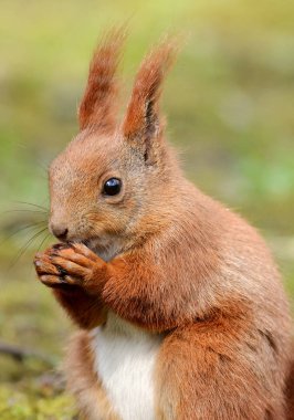 Sevimli sincap görünümünü kapat  
