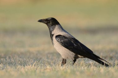 Kukuletalı karga görünümünü kapat  