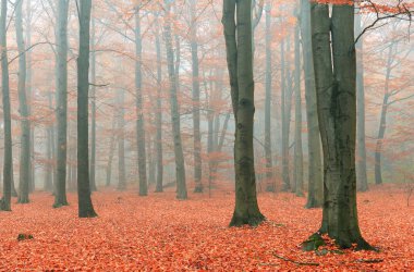 düşen kahverengi yapraklar ile güzel sihirli orman