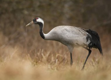 Bayağı turna doğal ortamlarında görünümünü kapat