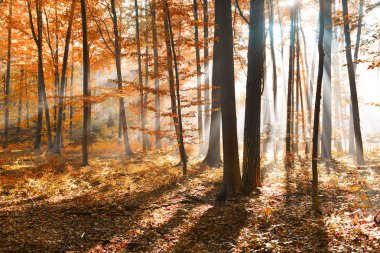 Sonbahar sabah ormanda güzel güneş 