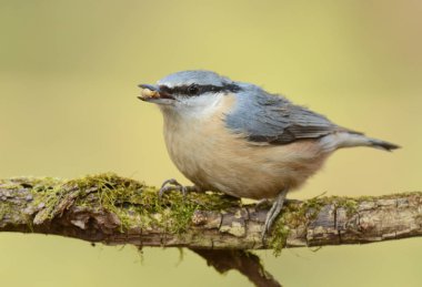 Doğal yaşam alanı içinde şirin sıvacı kuşu görünümünü kapat