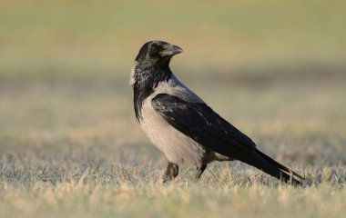 Close up view of Hooded crow   clipart