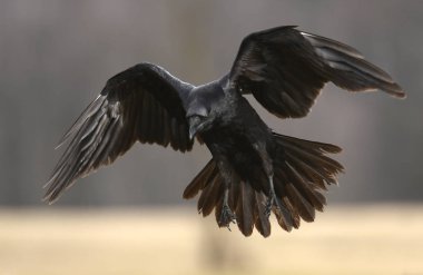 Doğal ortamında uçan ortak kuzgun