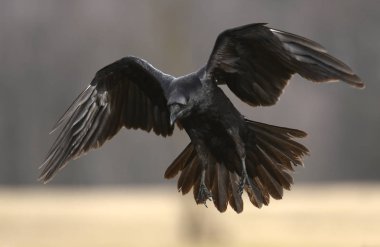 Common Raven flying in natural habitat clipart