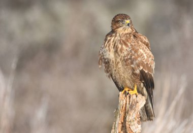 Bayağı şahin doğal ortamlarında görünümünü kapat