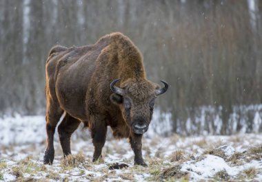 Doğal yaşam alanı içinde Avrupa bizonu 