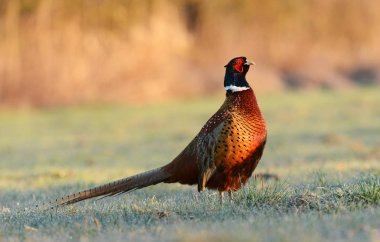 Boğmaklı sülün doğal ortamlarında görünümünü kapat