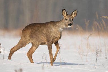 Karlı çayır üzerinde duran karaca