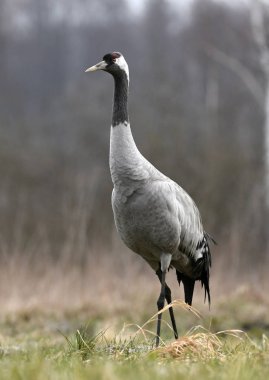 Bayağı turna doğal ortamlarında görünümünü kapat