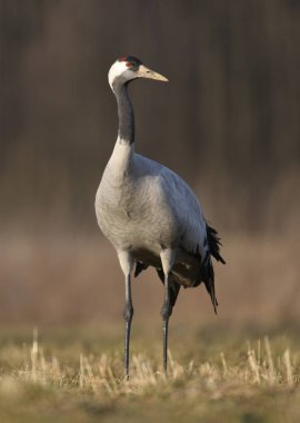 Bayağı turna doğal ortamlarında görünümünü kapat