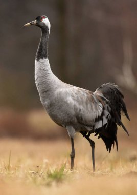 Bayağı turna doğal ortamlarında görünümünü kapat