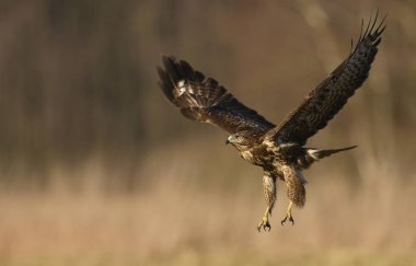 Bayağı şahin doğal ortamında uçan