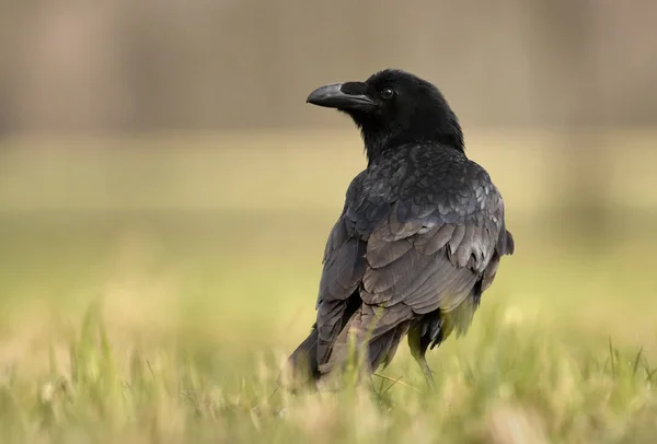 Vista Cerca Common Raven Hábitat Natural —  Fotos de Stock