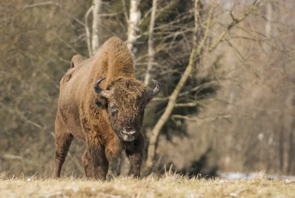 Bison Européen Dans Habitat Naturel — Photo