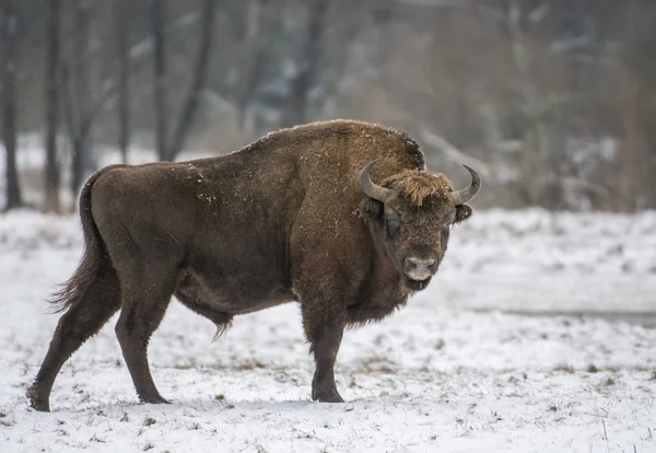 Bison Européen Dans Habitat Naturel — Photo