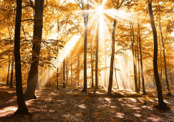 Frumoasă Dimineață Raze Soare Pădure — Fotografie, imagine de stoc
