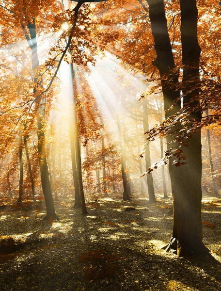 Mooie Ochtend Met Zonnestralen Het Bos — Stockfoto