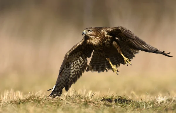 Common Buzzard Flying Natural Habitat — Stock Photo, Image