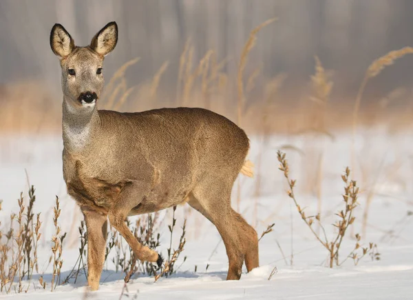 Rådjur Stående Snöiga Äng — Stockfoto