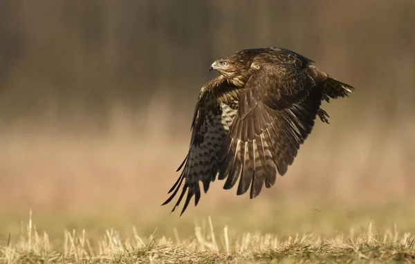 Káně Lesní Přirozeném Prostředí — Stock fotografie