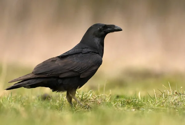 Vista Cerca Common Raven Hábitat Natural — Foto de Stock