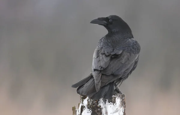 มมองใกล ดของ Common Raven ในท อาศ ยธรรมชาต — ภาพถ่ายสต็อก