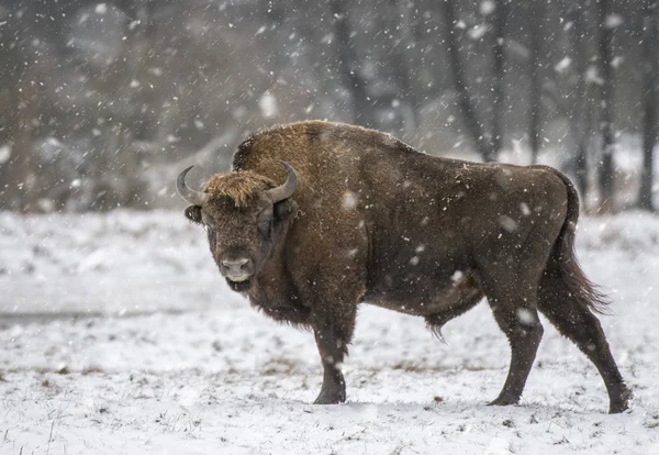 Ευρωπαϊκή Bison Στο Φυσικό Περιβάλλον — Φωτογραφία Αρχείου