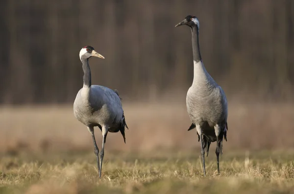 Zár Megjelöl Kilátás Természetes Élőhely Közös Daruk — Stock Fotó