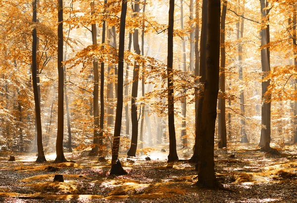 Belle Matinée Avec Des Rayons Soleil Dans Forêt — Photo