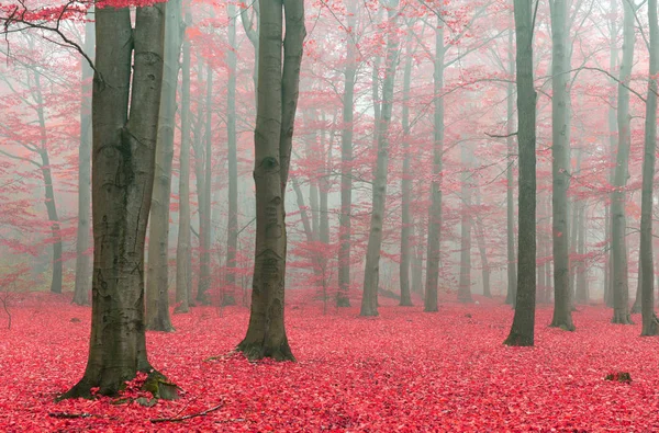 Bela Floresta Mágica Com Folhas Vermelhas Caídas — Fotografia de Stock