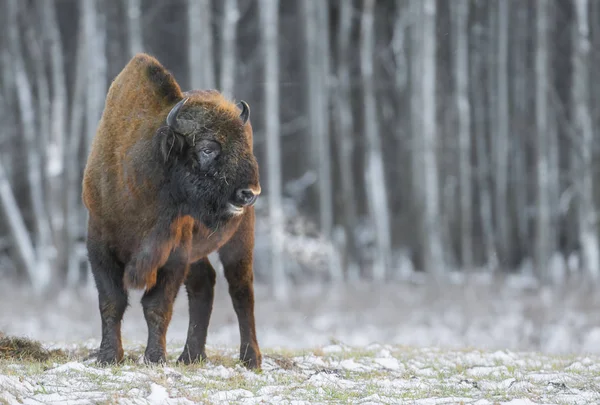 Ευρωπαϊκή Bison Στο Φυσικό Περιβάλλον — Φωτογραφία Αρχείου