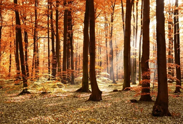 Beautiful sunshine in autumnal forest in morning 