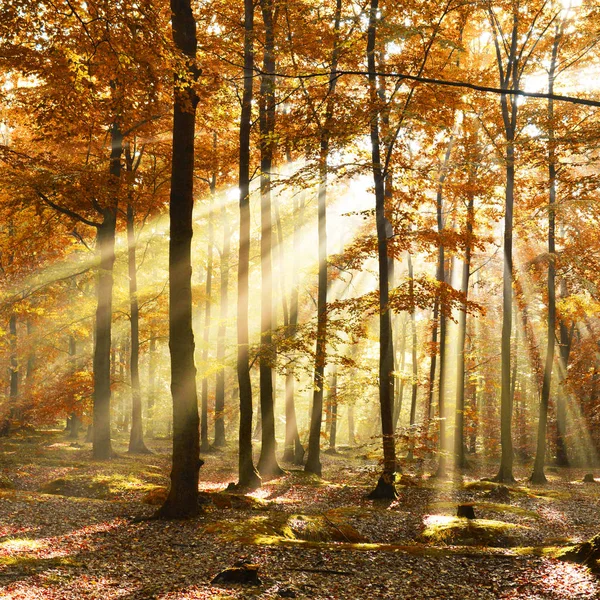 Świt Jesienny Starego Lasu Bukowego Polska — Zdjęcie stockowe
