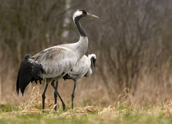 Vue Rapprochée Des Grues Communes Dans Habitat Naturel — Photo