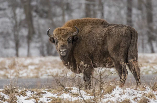 European Bison Natural Habitat — Stock Photo, Image